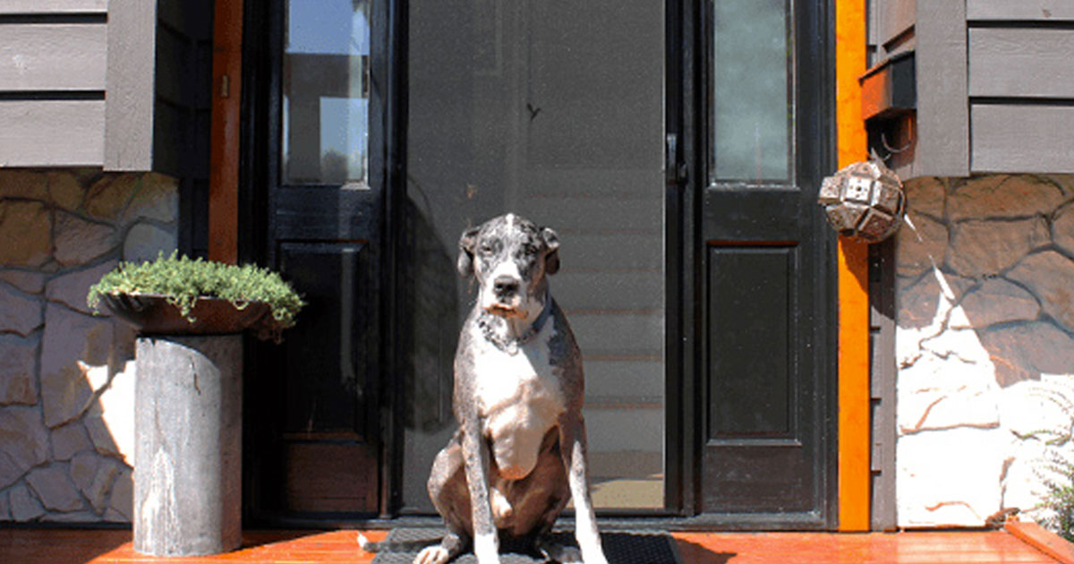 Durable Pet Screens: Keep Your Furry Friends Safe and Happy